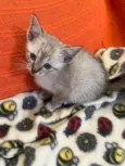 Gatinhos
