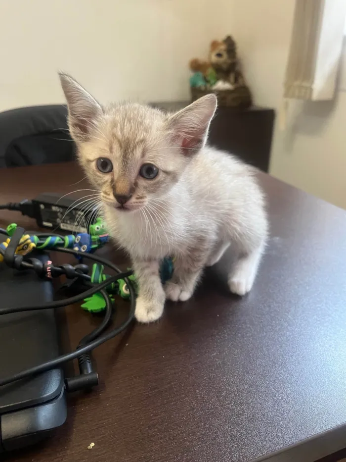 Gato ra a SRD-ViraLata idade Abaixo de 2 meses nome Gatinhos