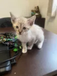 Gatinhos