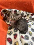 Gatinhos