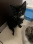 Gatinhos
