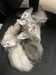 Gatinhos