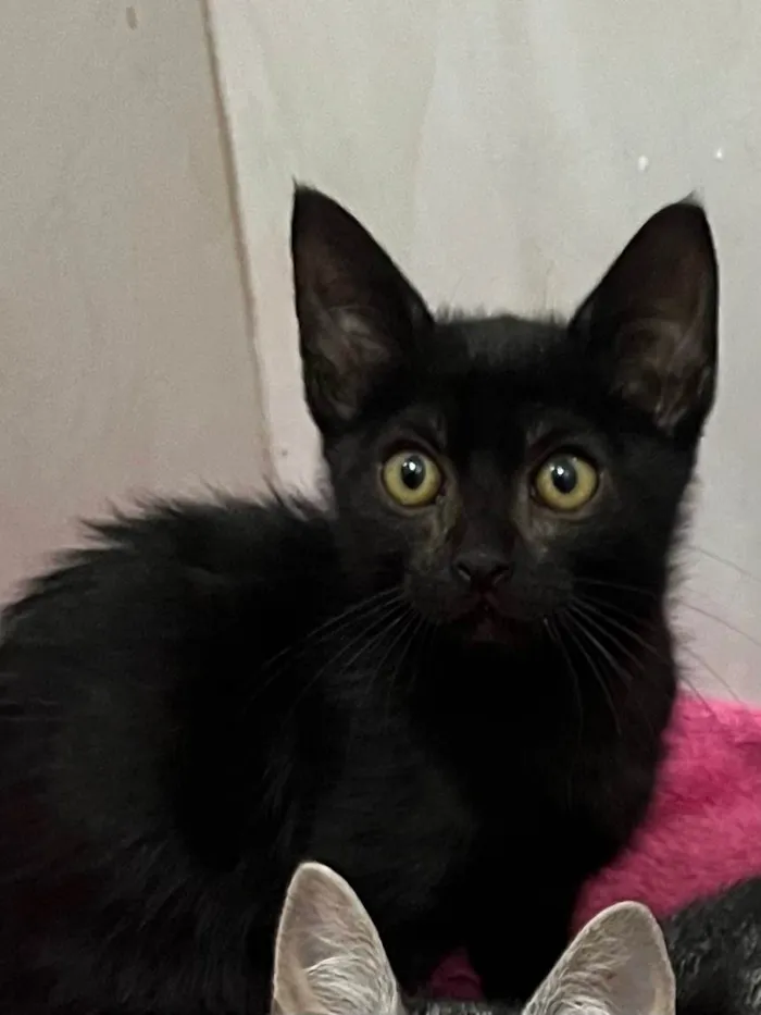 Gato ra a SRD-ViraLata idade Abaixo de 2 meses nome Gatinhos