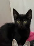 Gatinhos