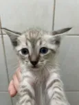 Gatinhos