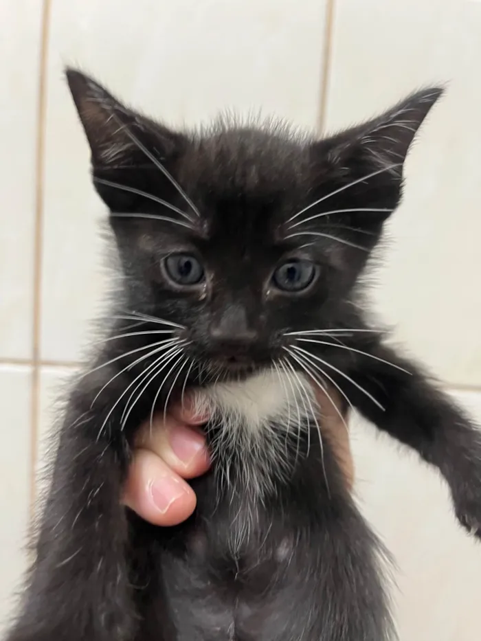 Gato ra a SRD-ViraLata idade Abaixo de 2 meses nome Gatinhos