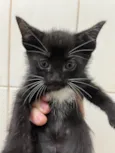 Gatinhos