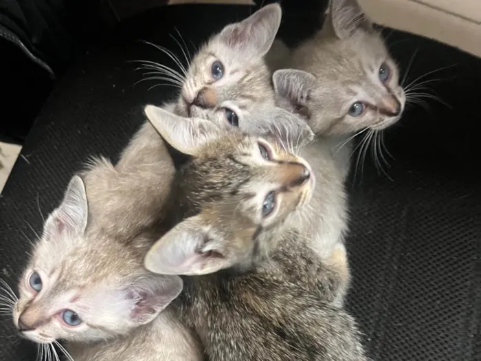 Gato ra a SRD-ViraLata idade Abaixo de 2 meses nome Gatinhos