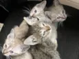 Gatinhos