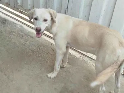 Cachorro raça SRD-ViraLata idade 1 ano nome lupyta