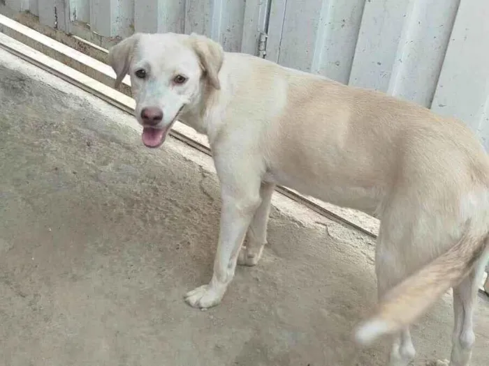 Cachorro ra a SRD-ViraLata idade 1 ano nome lupyta