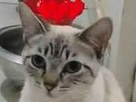 Gato raça SRD-ViraLata idade 7 a 11 meses nome Bianca