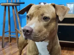 Cachorro raça Pit-Bull idade 1 ano nome Braddock