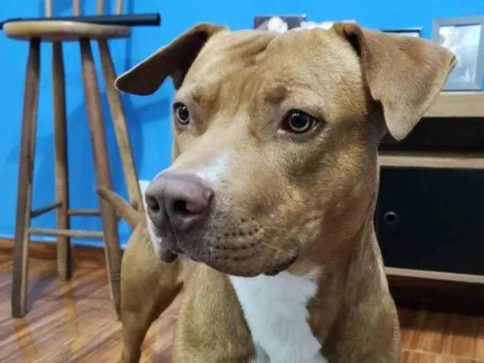 Cachorro ra a Pit-Bull idade 1 ano nome Braddock