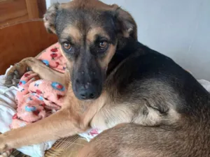 Cachorro raça SRD-ViraLata idade 7 a 11 meses nome Nikita