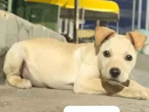 Cachorro raça SRD-ViraLata idade 2 a 6 meses nome Cão macho