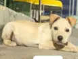 Cão macho