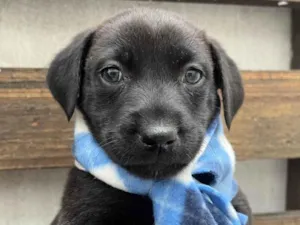 Cachorro raça SRD-ViraLata idade Abaixo de 2 meses nome Woody