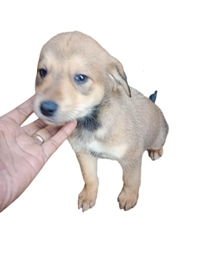 Cachorro ra a SRD-ViraLata idade 2 a 6 meses nome Não possui nome ainda