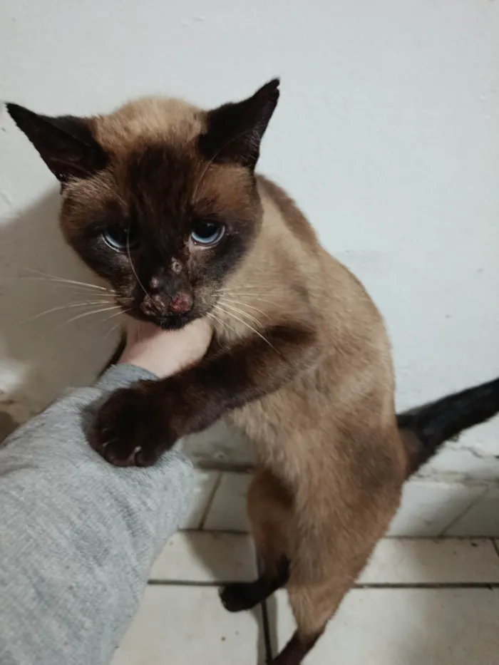 Gato ra a Siamês idade 6 ou mais anos nome Mel