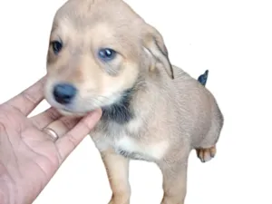 Cachorro raça SRD-ViraLata idade 2 a 6 meses nome Não possui nome ainda