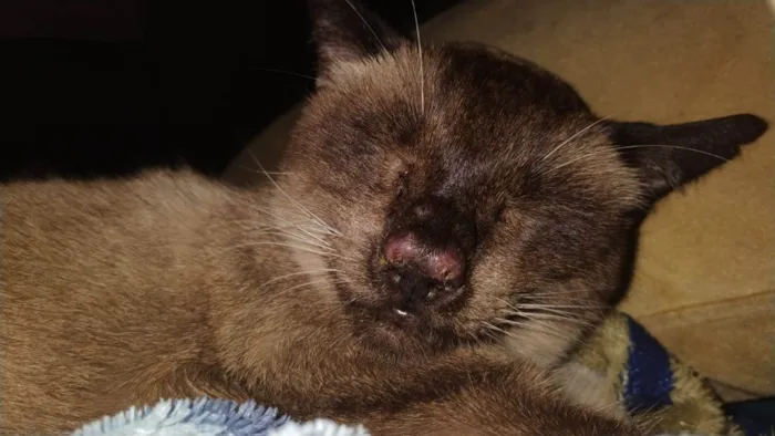 Gato ra a Siamês idade 6 ou mais anos nome Mel
