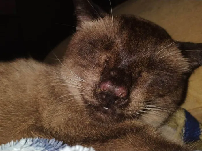 Gato ra a Siamês idade 6 ou mais anos nome Mel