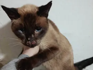 Gato raça Siamês idade 6 ou mais anos nome Mel