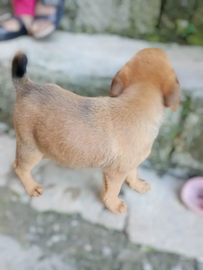 Cachorro ra a SRD-ViraLata idade 2 a 6 meses nome Não possui nome ainda