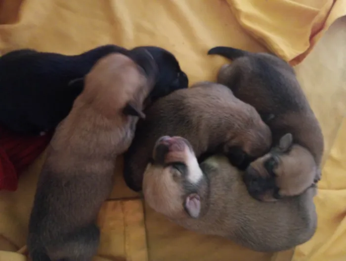 Cachorro ra a SRD-ViraLata idade 2 a 6 meses nome Não possui nome ainda