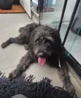 Toy