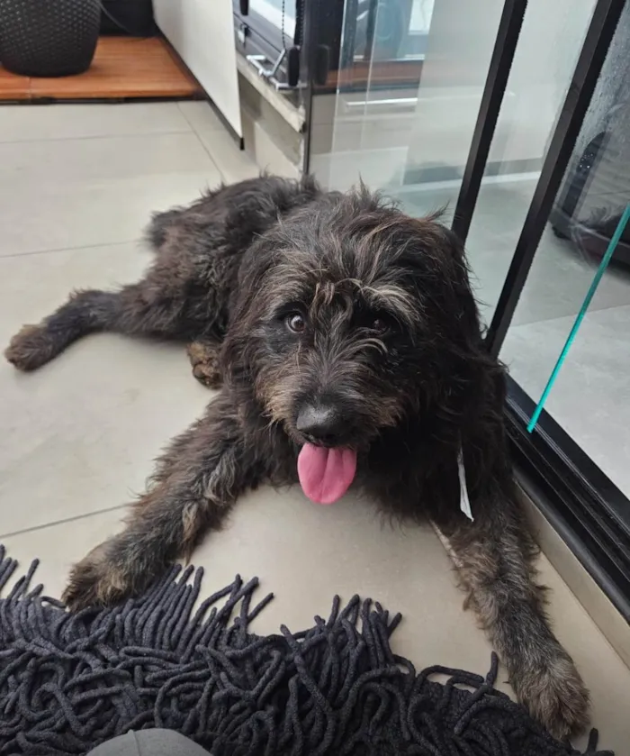 Cachorro ra a SRD-ViraLata idade 2 anos nome Toy