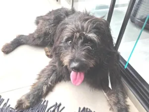 Cachorro raça SRD-ViraLata idade 2 anos nome Toy