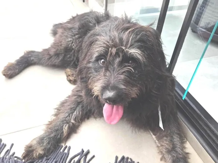 Cachorro ra a SRD-ViraLata idade 2 anos nome Toy