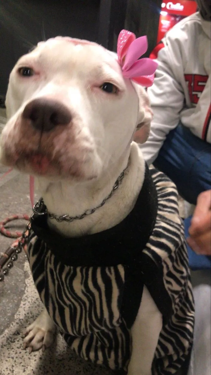 Cachorro ra a Pit-Bull idade 1 ano nome Jane 