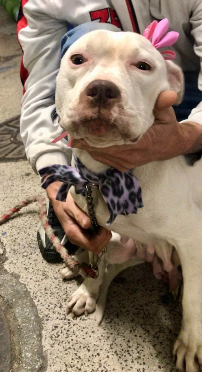 Cachorro ra a Pit-Bull idade 1 ano nome Jane 