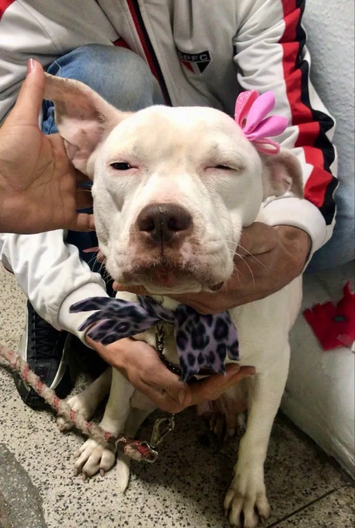 Cachorro ra a Pit-Bull idade 1 ano nome Jane 