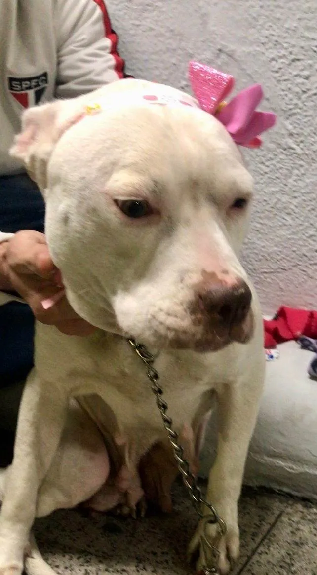 Cachorro ra a Pit-Bull idade 1 ano nome Jane 