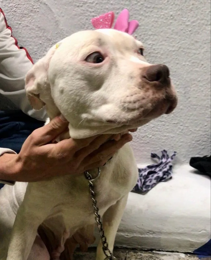 Cachorro ra a Pit-Bull idade 1 ano nome Jane 