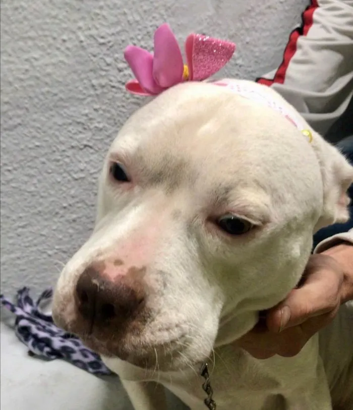 Cachorro ra a Pit-Bull idade 1 ano nome Jane 