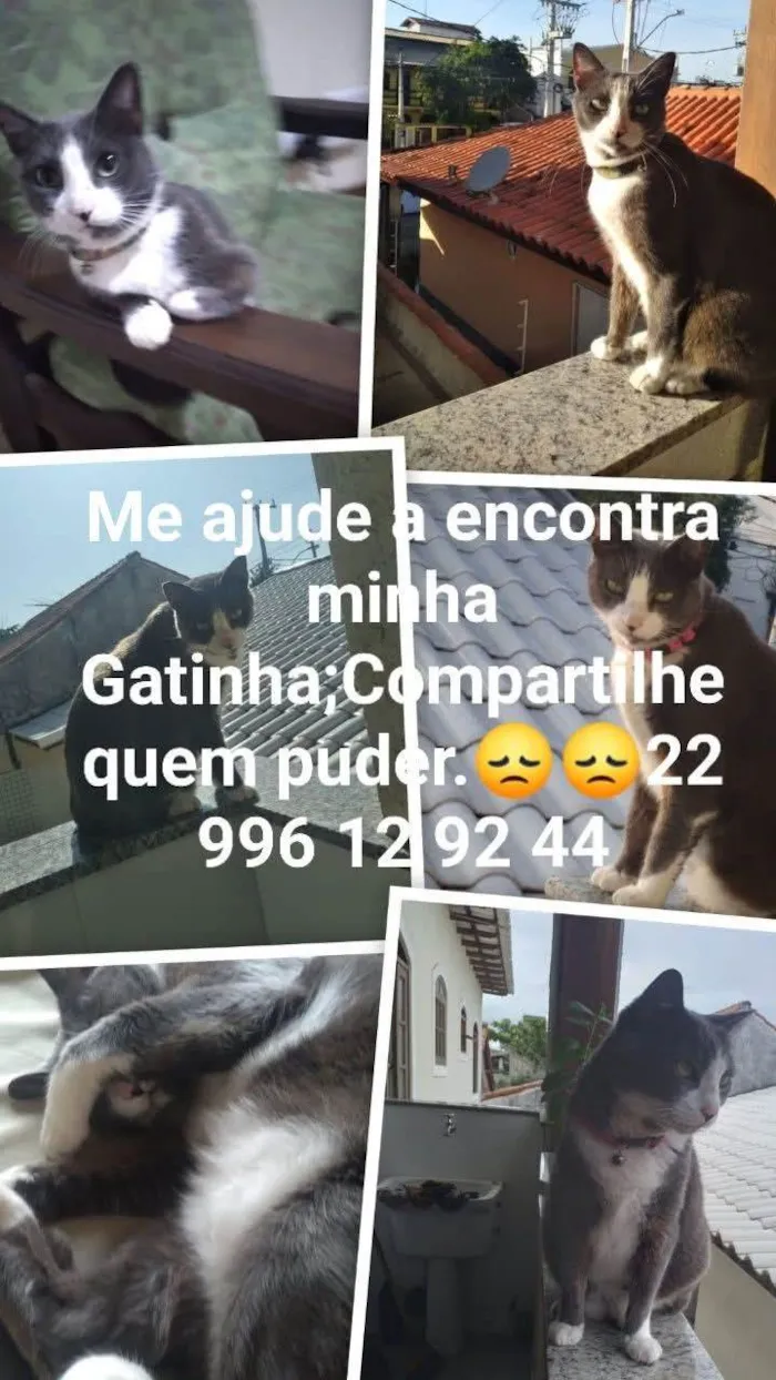 Gato ra a SRD-ViraLata idade 2 anos nome Docinho
