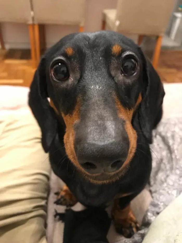 Cachorro ra a Basset-Cofap idade 3 anos nome Gina Weasley