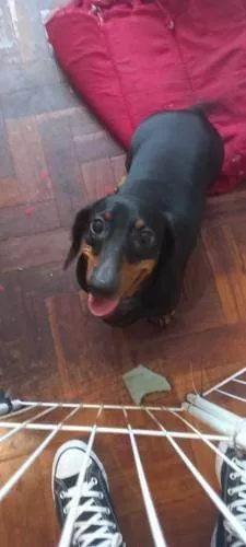 Cachorro ra a Basset-Cofap idade 3 anos nome Gina Weasley
