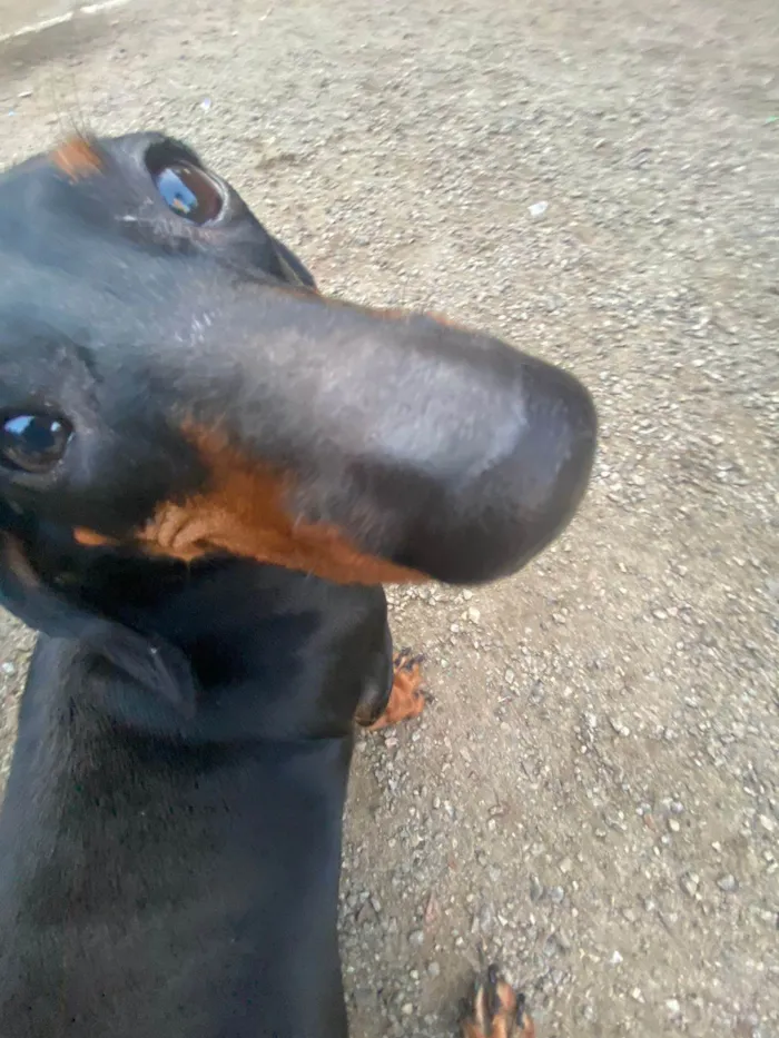Cachorro ra a Basset-Cofap idade 3 anos nome Gina Weasley