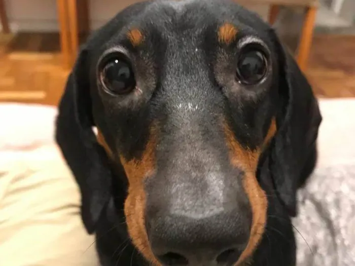 Cachorro ra a Basset-Cofap idade 3 anos nome Gina Weasley