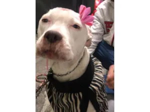 Cachorro raça Pit-Bull idade 1 ano nome Jane 