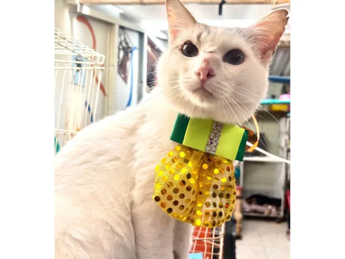 Gato ra a SRD-ViraLata idade 1 ano nome Bartho 