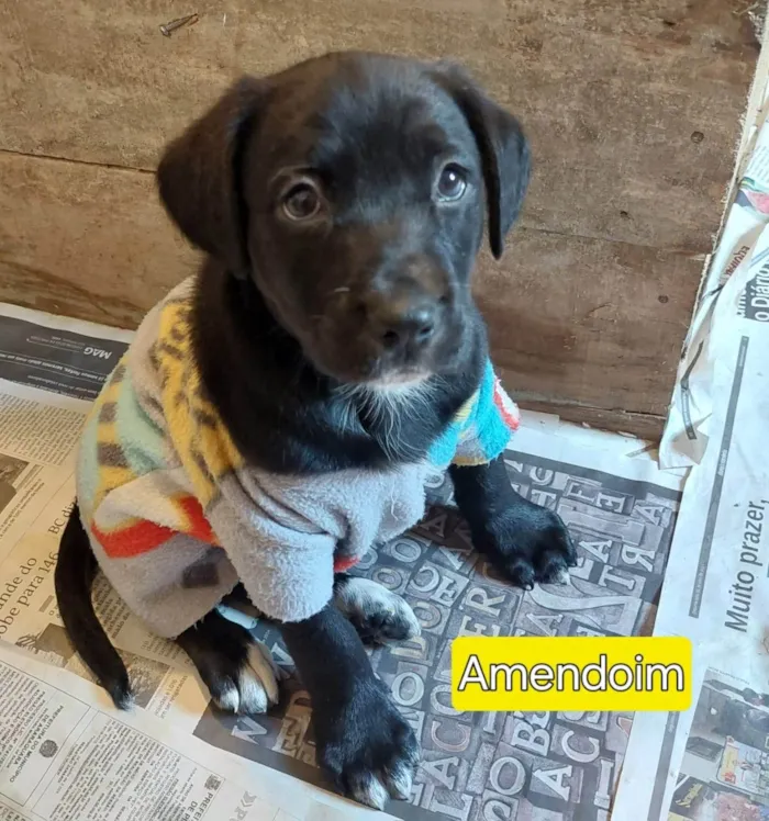 Cachorro ra a SRD-ViraLata idade Abaixo de 2 meses nome AMENDOIM