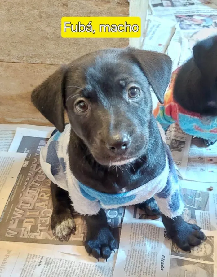 Cachorro ra a SRD-ViraLata idade Abaixo de 2 meses nome FUBA