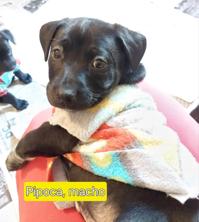 Cachorro ra a SRD-ViraLata idade Abaixo de 2 meses nome PIPOCA